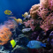 A variety of yellow, orange, and blue fish in a reef underwater