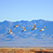 Five geese flying over land with a lake in the background