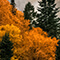 A landscape photo of forest treetops in autumn orange with tall green pines against a cloudy sky 