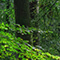 A ground-level photo of a forest with dark trunks and bright green foliage and branches