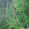 A closeup photo of leafy green forest branches through a misty gray fog