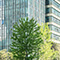 A photo of sunlit urban treetops with a glass and steel skyscraper in the background against a pale cloudy sky