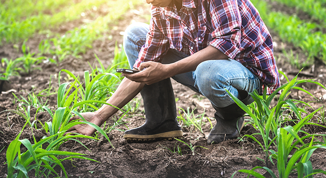 A photo of a casually dressed person crouching in a sunlit field of green crops, using a mobile phone to photograph a crop 