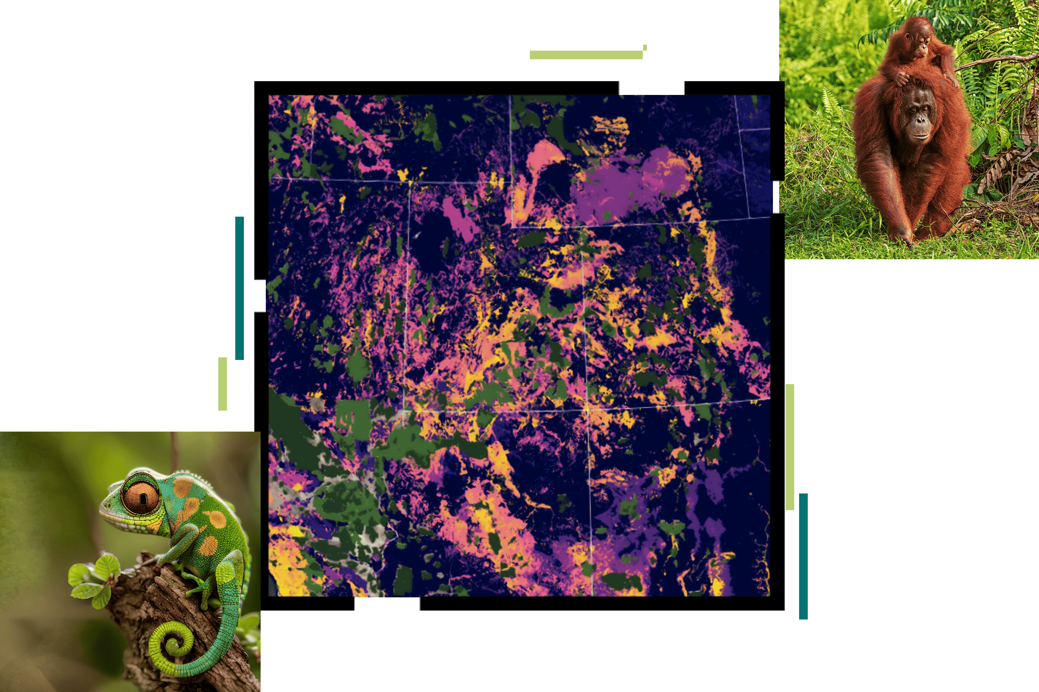 A collage with images of a chameleon, two orangutans, and a map with data shaded in purple, yellow, and green