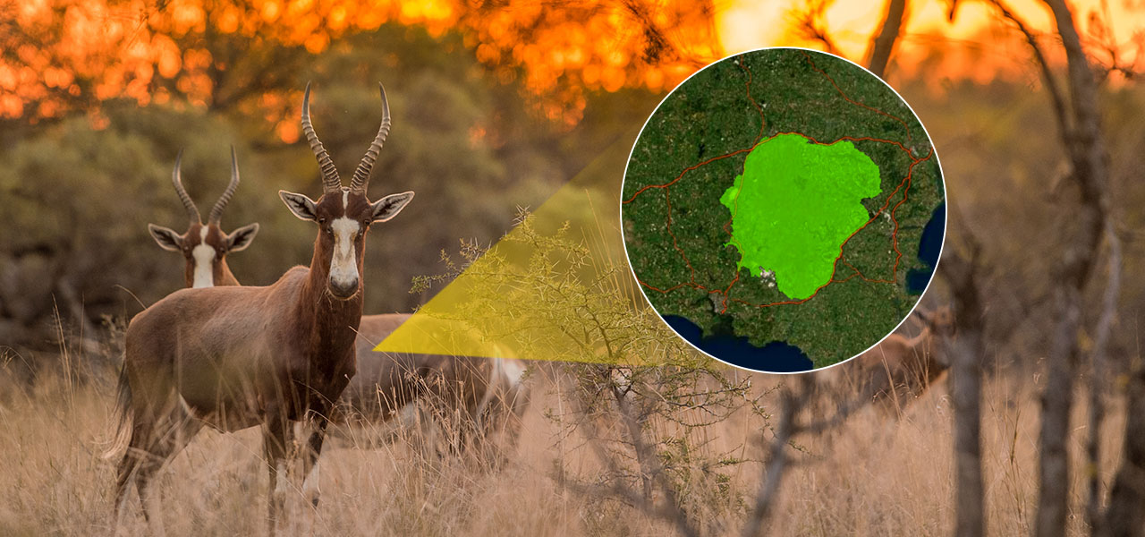 A group of antelopes standing in tall grass overlaid with a circular image of a map of the Greater Mapungubwe Transfrontier Conservation Area