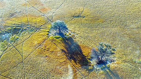 An aerial image of a wide flat yellow and green plain dotted with a few isolated trees