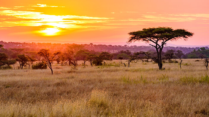 Scattered slender trees silhouetted black against a bright pink and orange sunset in a large light brown field