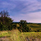 Rolling fields of grass, weeds, and bushes under a purple and blue sky