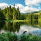 Ducks swimming in a forest pond that has tall grass growing on the banks